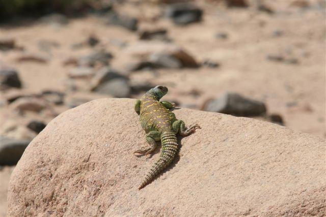 Rettile dal Sinai