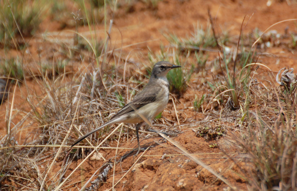 dal Sud Africa: Motacilla capensis