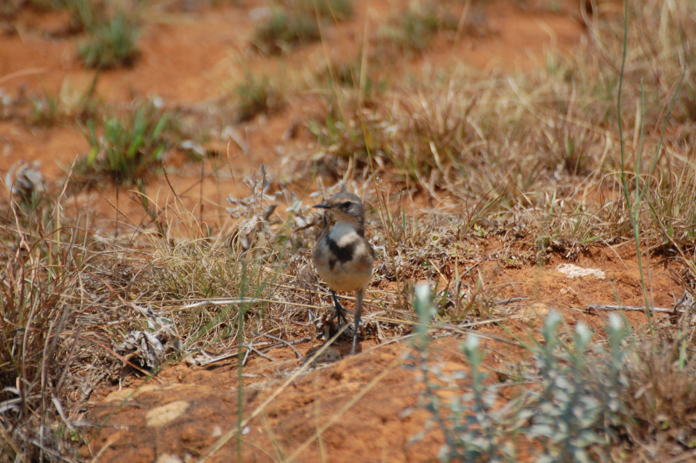 dal Sud Africa: Motacilla capensis