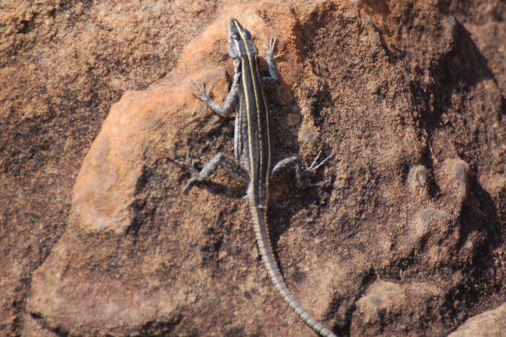 Lucertola dal Sud Africa:  Platysaurus intermedius, femmina