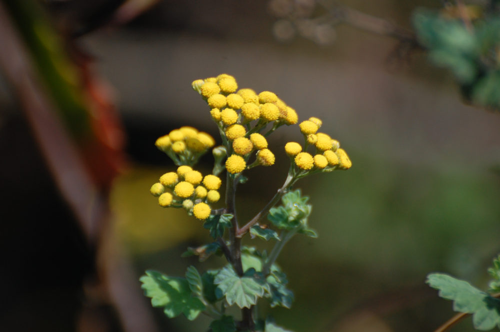 dal Sud Africa: Nidorella sp. (Asteraceae)