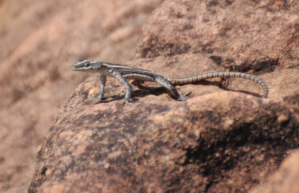 Lucertola dal Sud Africa:  Platysaurus intermedius, femmina