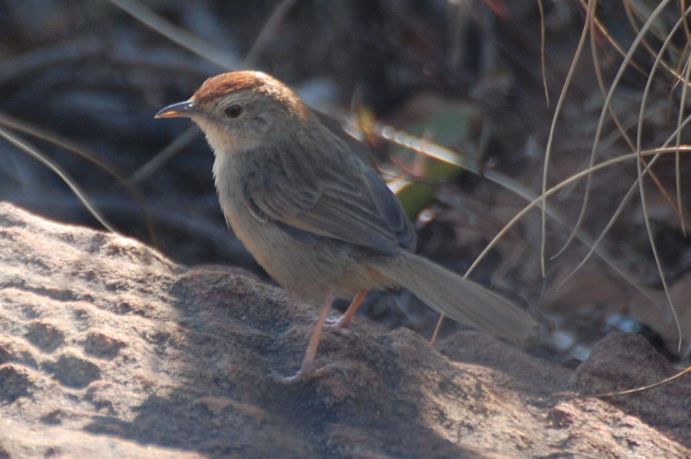 dal Sud Africa: Cisticola cfr. chiniana