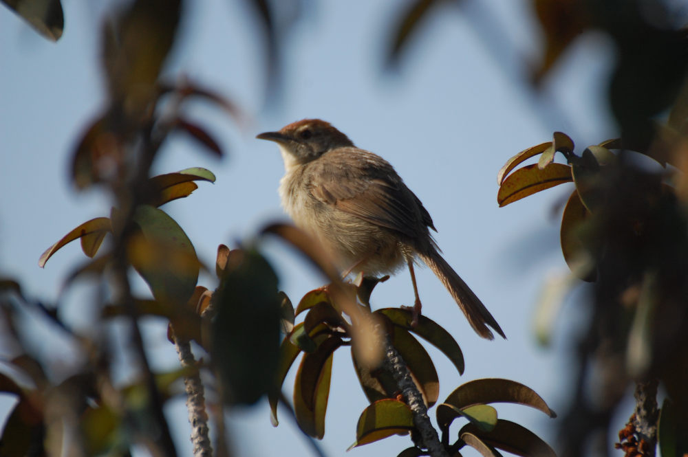 dal Sud Africa: Cisticola cfr. chiniana