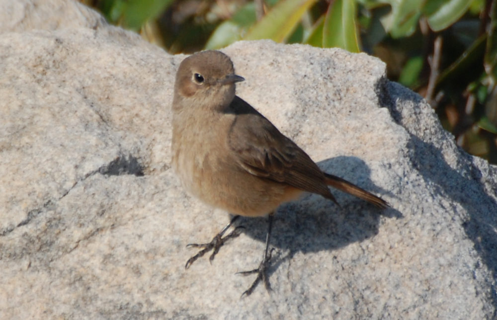 dal Sud Africa: Sassicola familiare (Oenanthe familiaris)