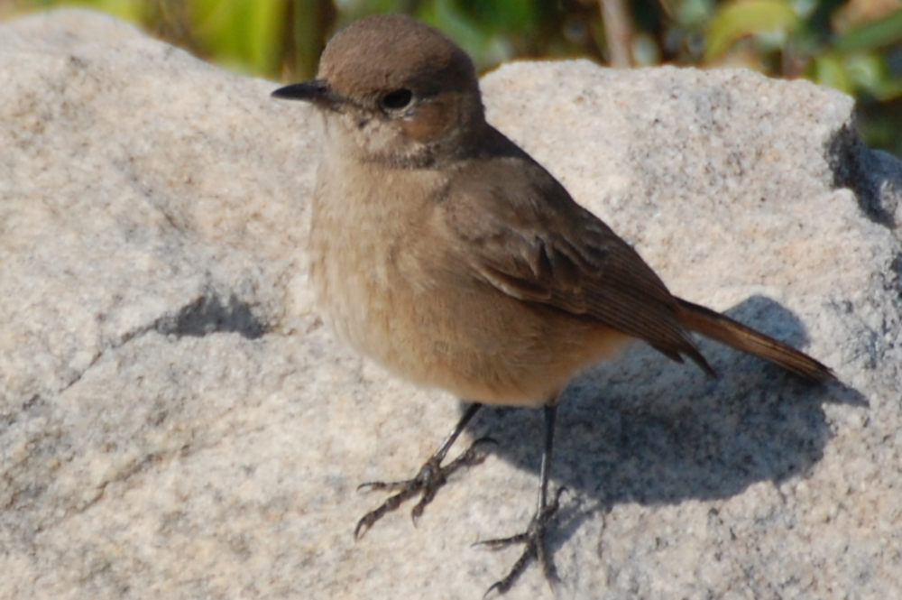 dal Sud Africa: Sassicola familiare (Oenanthe familiaris)