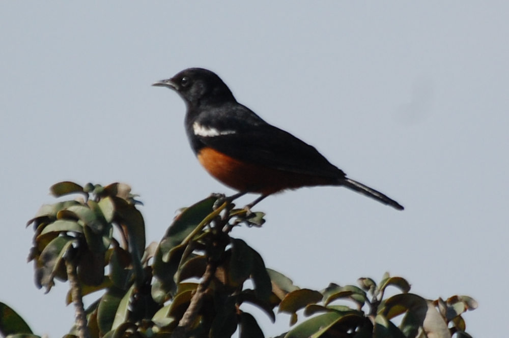 Uccello dal Sud Africa: Thamnolaea cinnamomeiventris