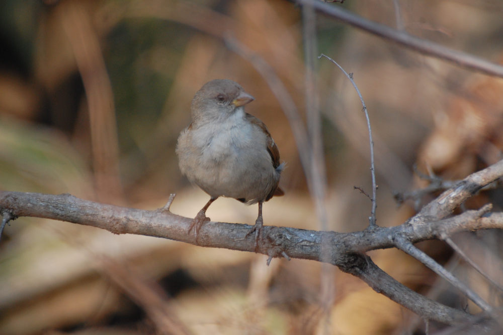 dal Sud Africa: Passera testagrigia meridionale (Passer diffusus)