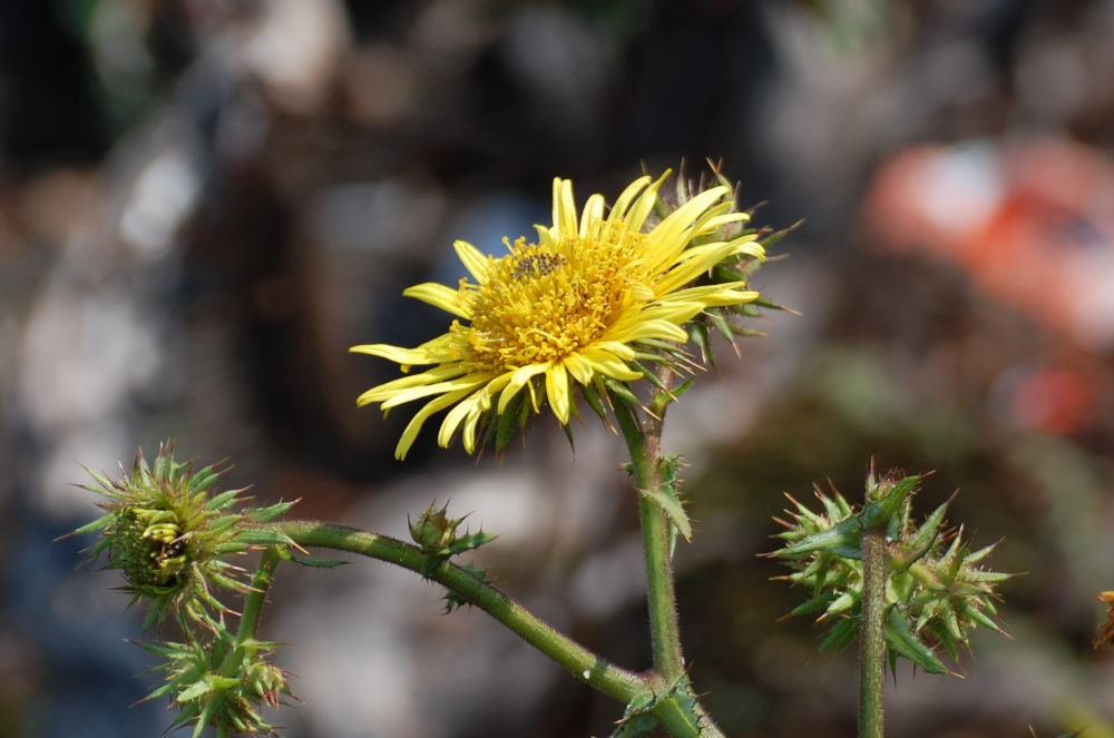 dal Sud Africa: Berkheya sp. (Asteraceae)