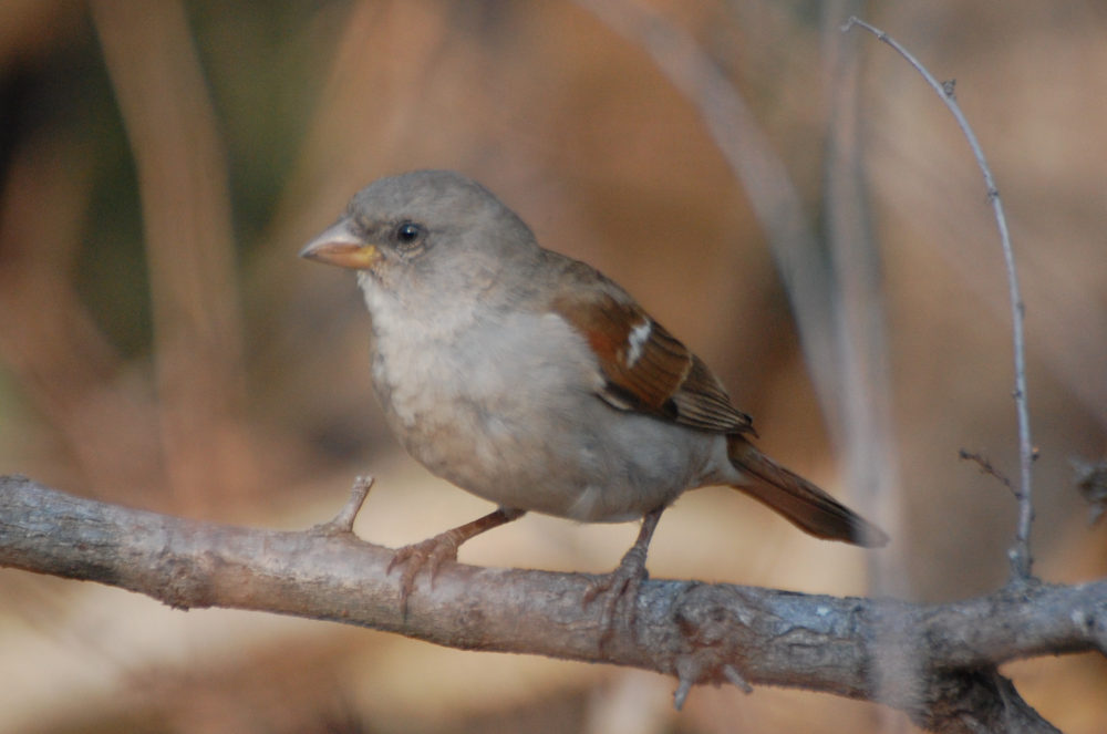 dal Sud Africa: Passera testagrigia meridionale (Passer diffusus)