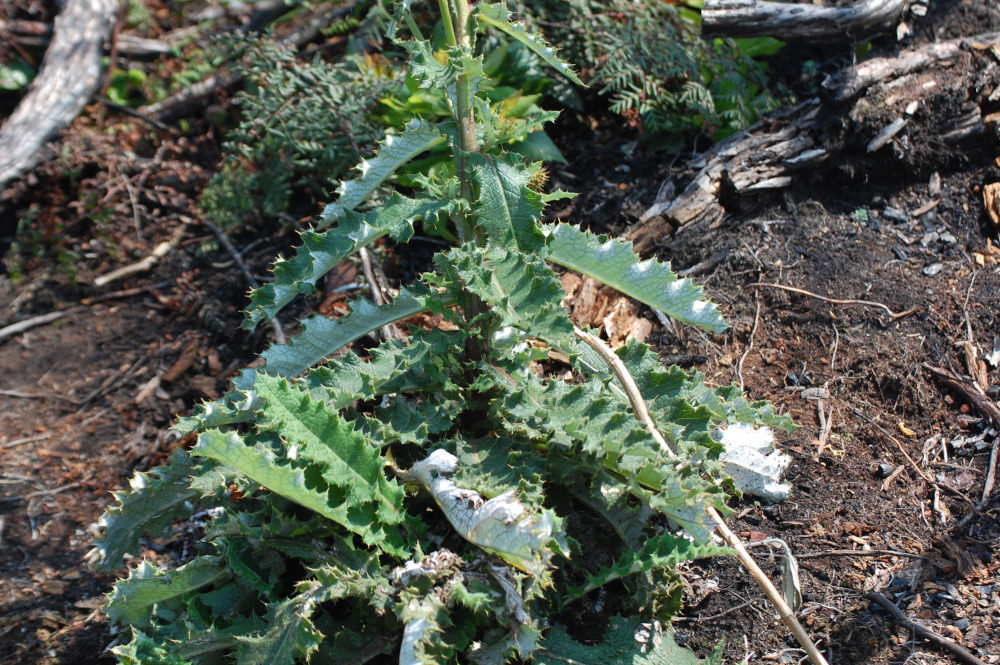 dal Sud Africa: Berkheya sp. (Asteraceae)