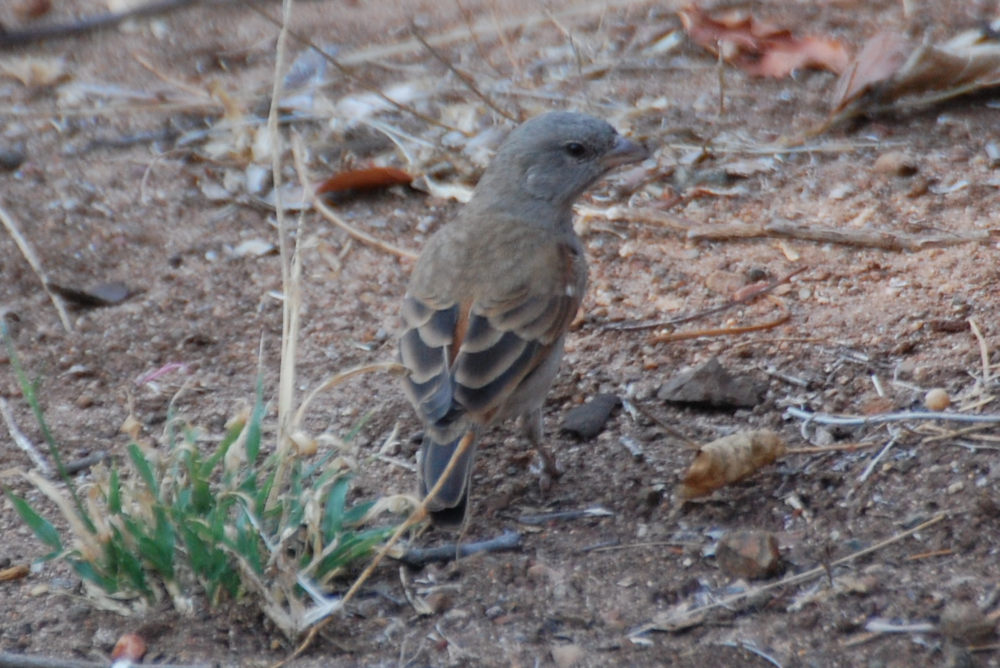 dal Sud Africa: Passera testagrigia meridionale (Passer diffusus)