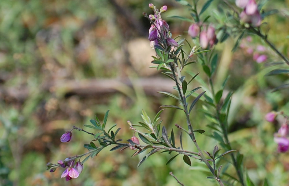 dal Sud Africa: Polygala virgata (Polygalaceae)