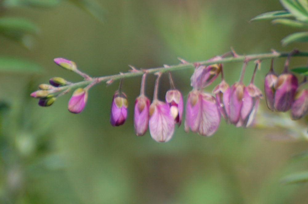 dal Sud Africa: Polygala virgata (Polygalaceae)