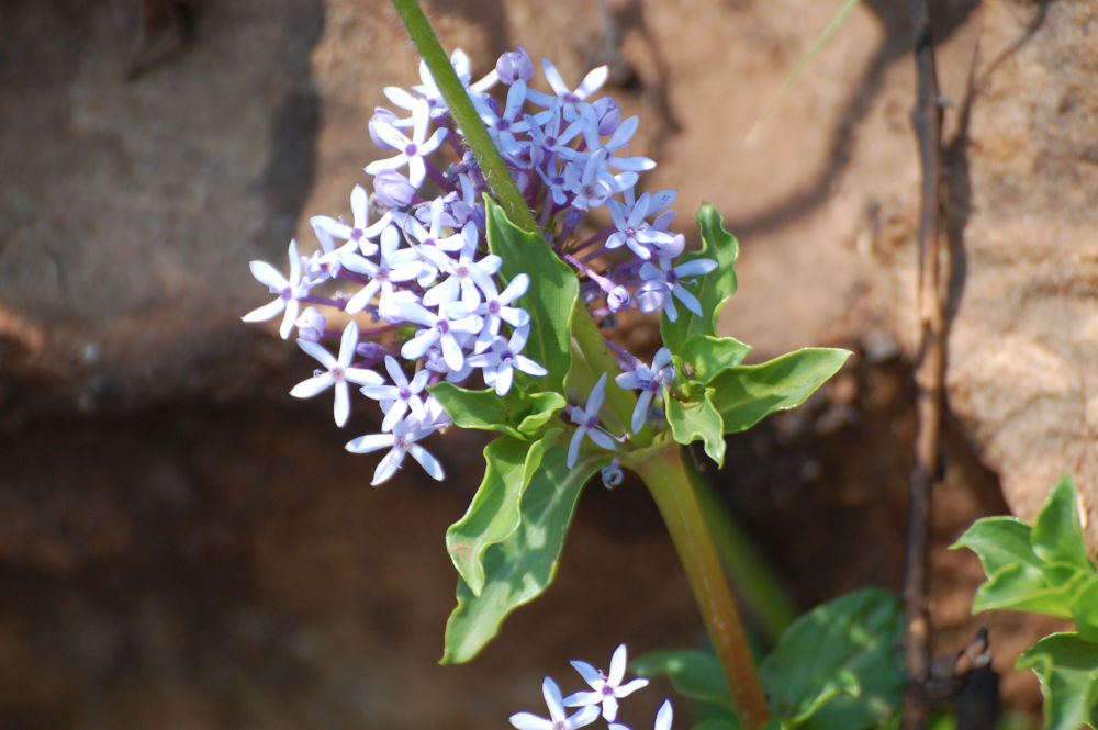 dal Sud Africa: Pentanisia prunelloides (Rubiaceae)