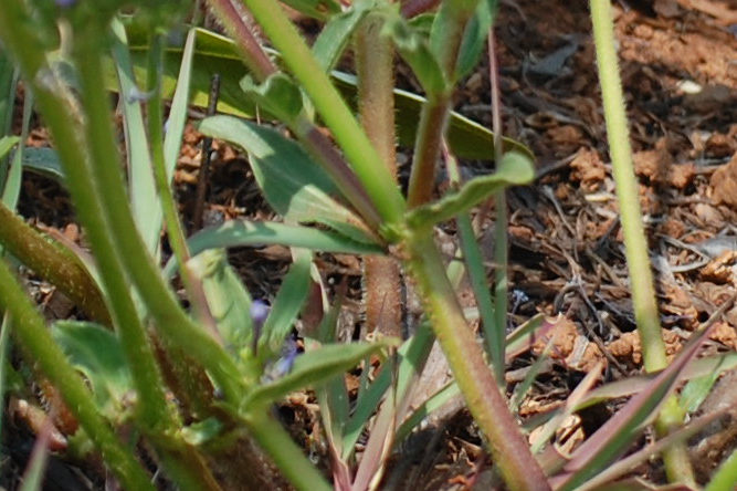 dal Sud Africa: Pentanisia prunelloides (Rubiaceae)