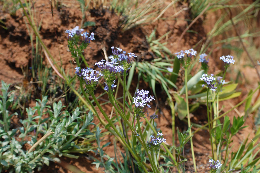 dal Sud Africa: Pentanisia prunelloides (Rubiaceae)