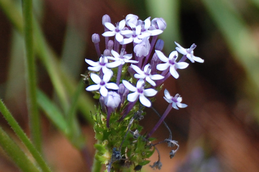 dal Sud Africa: Pentanisia prunelloides (Rubiaceae)