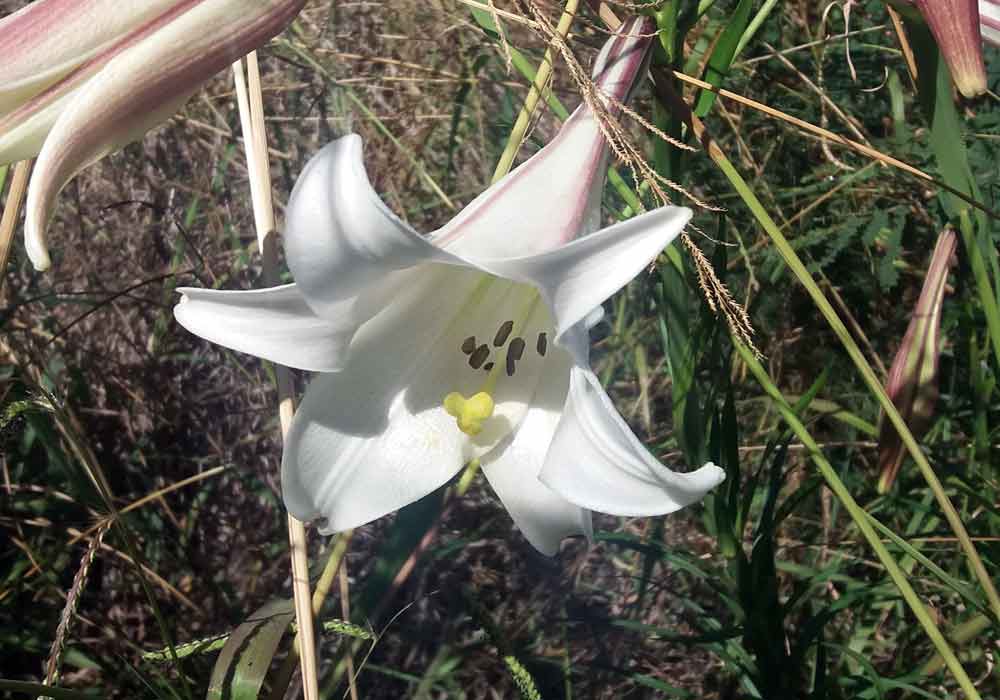 Gigli - Nuova Zelanda:   Lilium formosanum