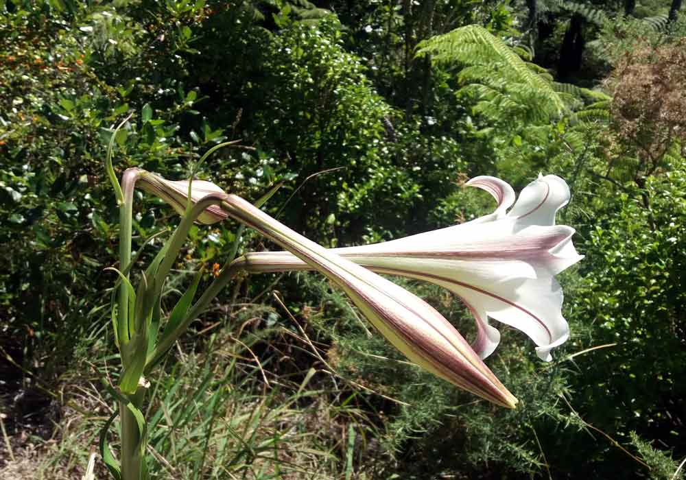Gigli - Nuova Zelanda:   Lilium formosanum
