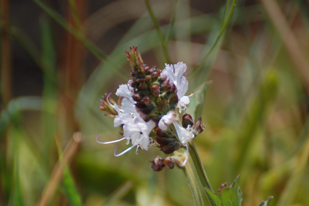 dal Sud Africa:  Ocimum obovatum (Lamiaceae)