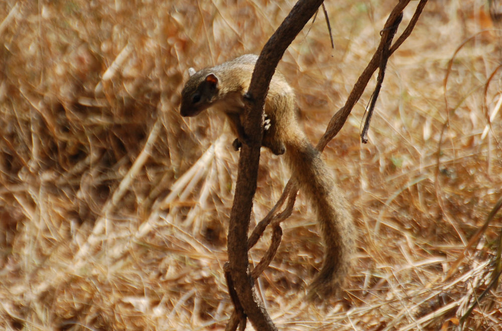 dal Sud Africa: Smith''s bush squirrel (Paraxerus cepapi)