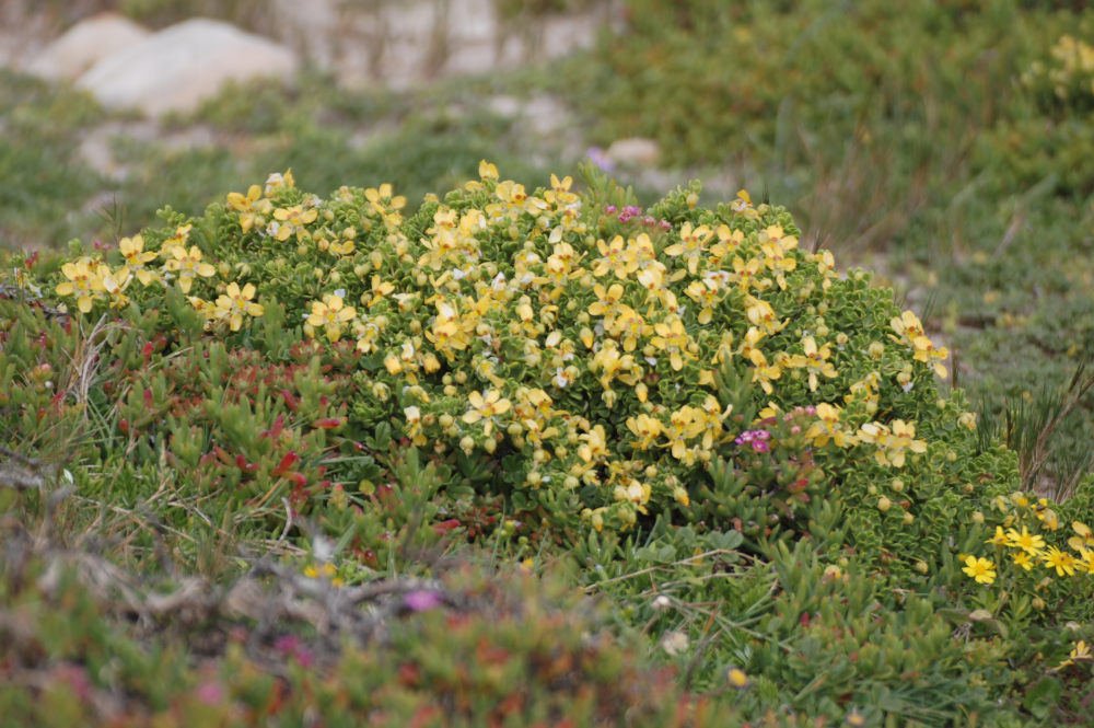 dal Sud Africa: Roepera flexuosa (Zygophyllaceae)