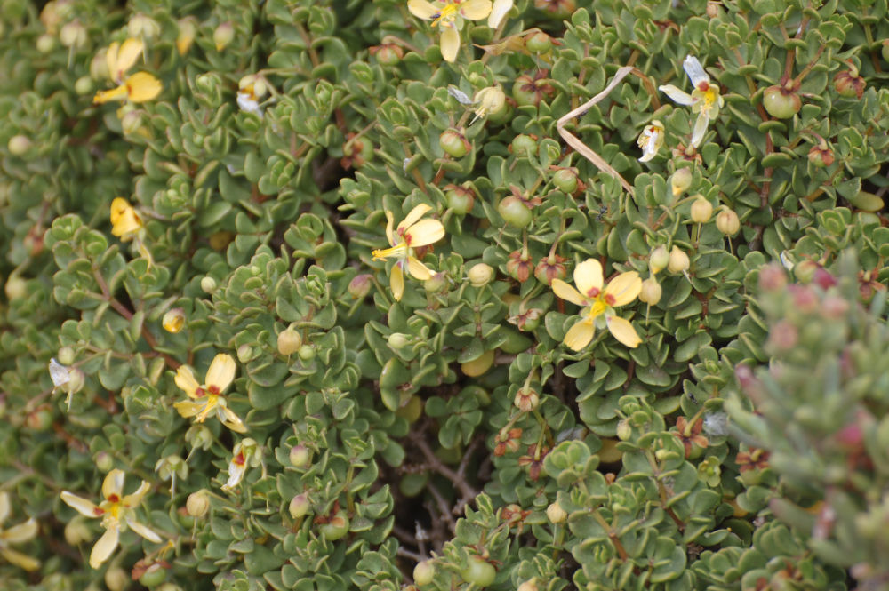 dal Sud Africa: Roepera flexuosa (Zygophyllaceae)