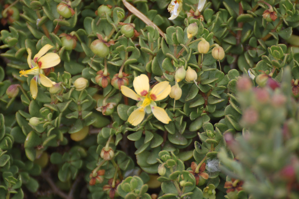 dal Sud Africa: Roepera flexuosa (Zygophyllaceae)