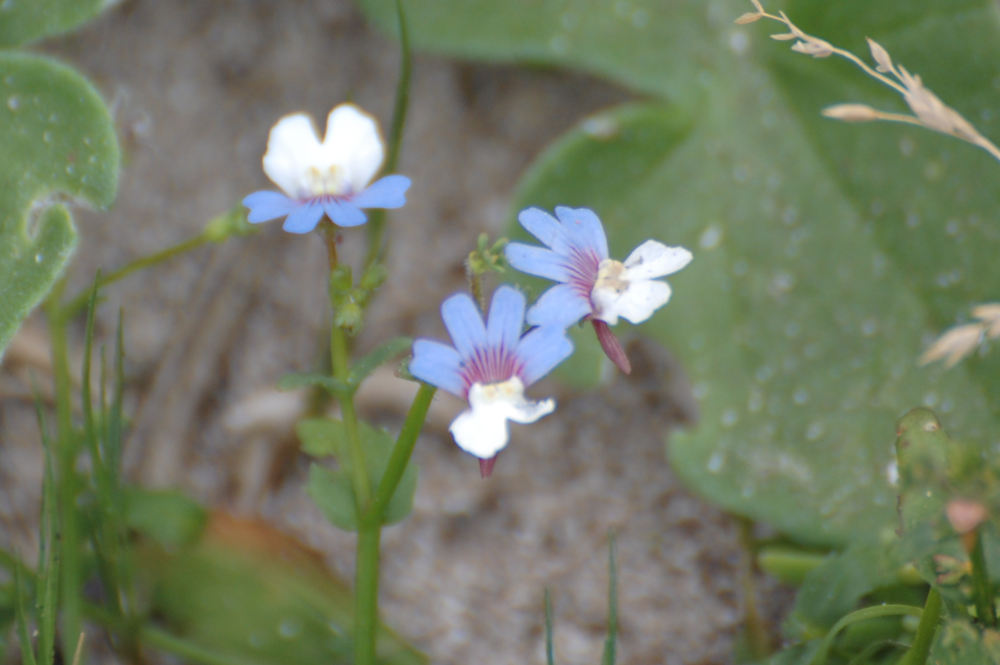 dal Sud Africa: Nemesia versicolor (Scrophulariaceae)