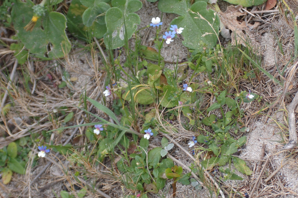 dal Sud Africa: Nemesia versicolor (Scrophulariaceae)