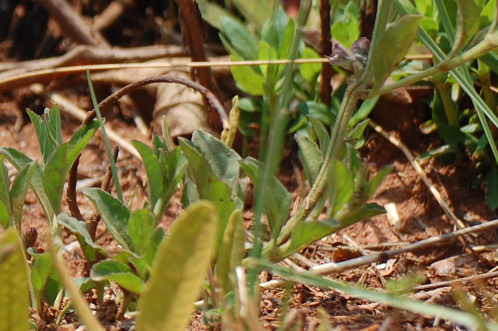 dal Sud Africa:  Ocimum obovatum (Lamiaceae)