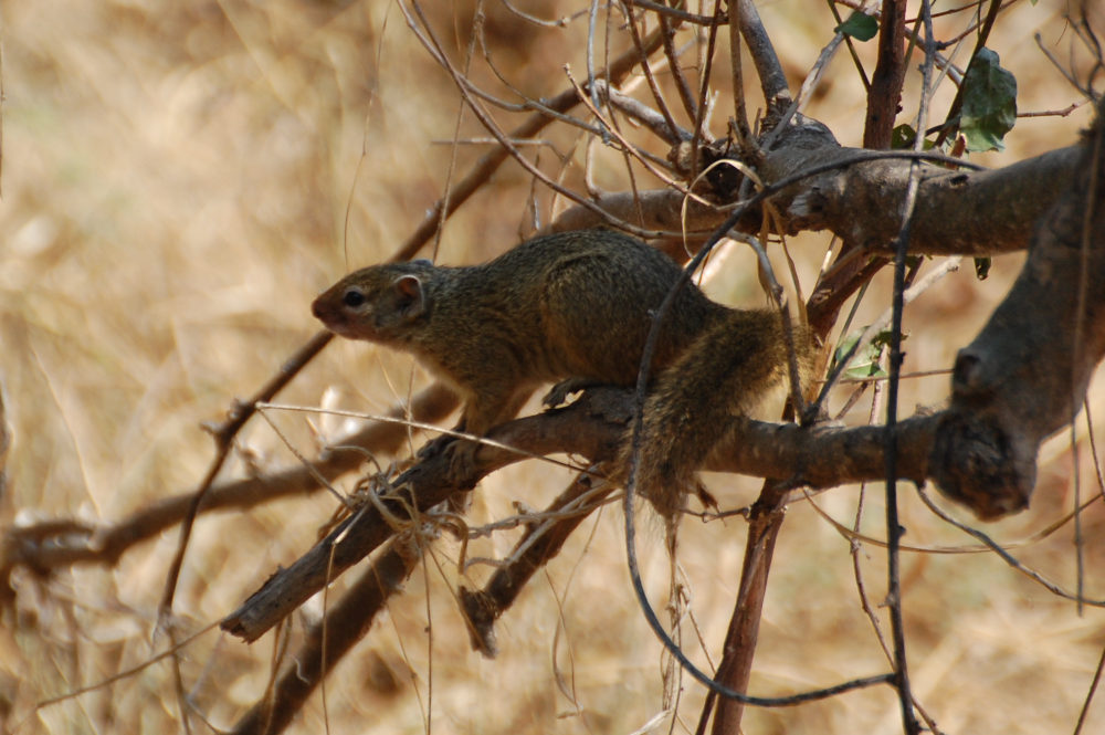 dal Sud Africa: Smith''s bush squirrel (Paraxerus cepapi)