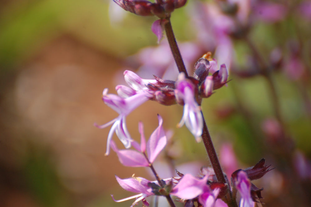 dal Sud Africa: Syncolostemon transvaalensis (Lamiaceae)