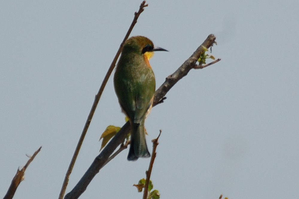 dal Sud Africa:  Gruccione pettocannella minore (Merops pusillus)