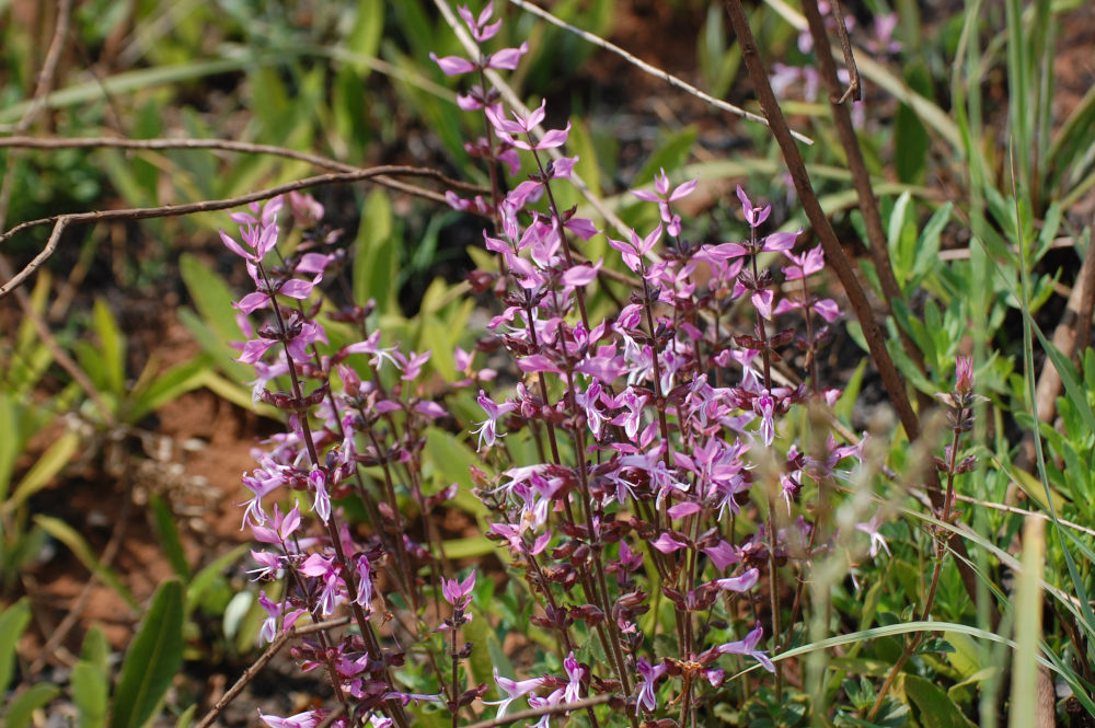 dal Sud Africa: Syncolostemon transvaalensis (Lamiaceae)