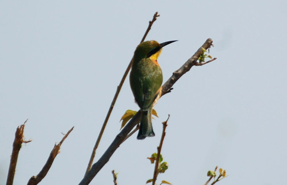 dal Sud Africa:  Gruccione pettocannella minore (Merops pusillus)