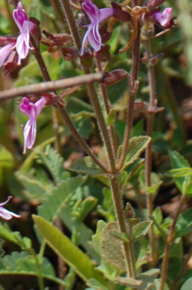 dal Sud Africa: Syncolostemon transvaalensis (Lamiaceae)