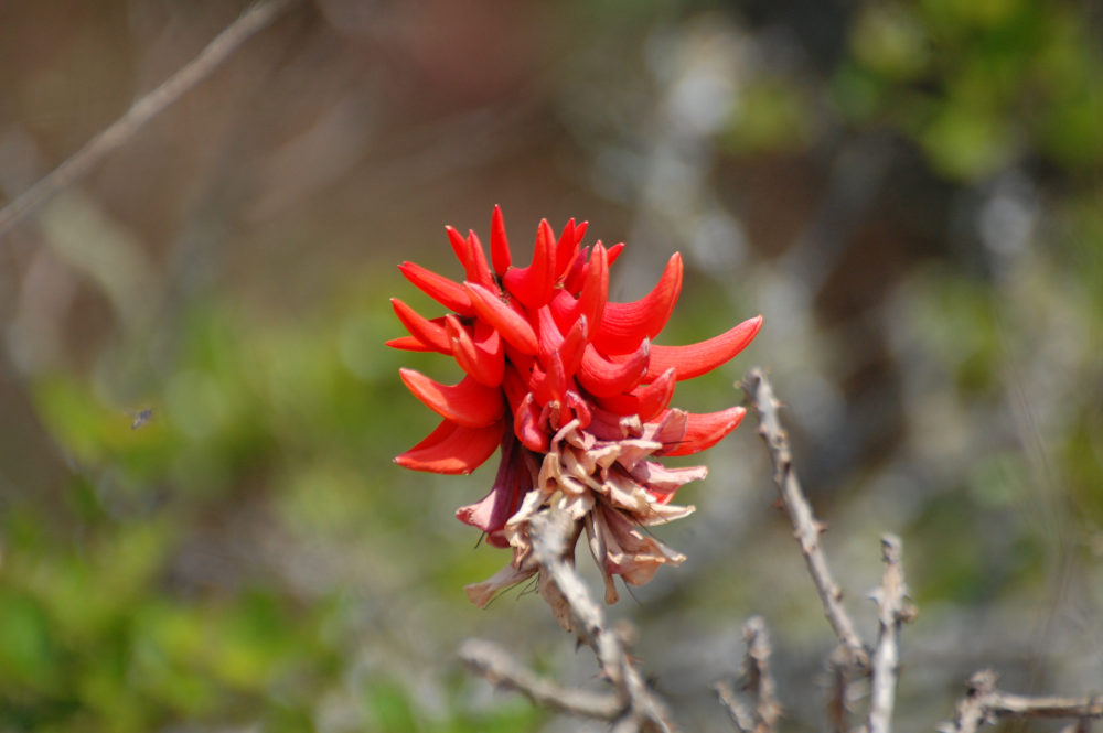 dal Sud Africa: Erythrina lysistemon (Fabaceae)
