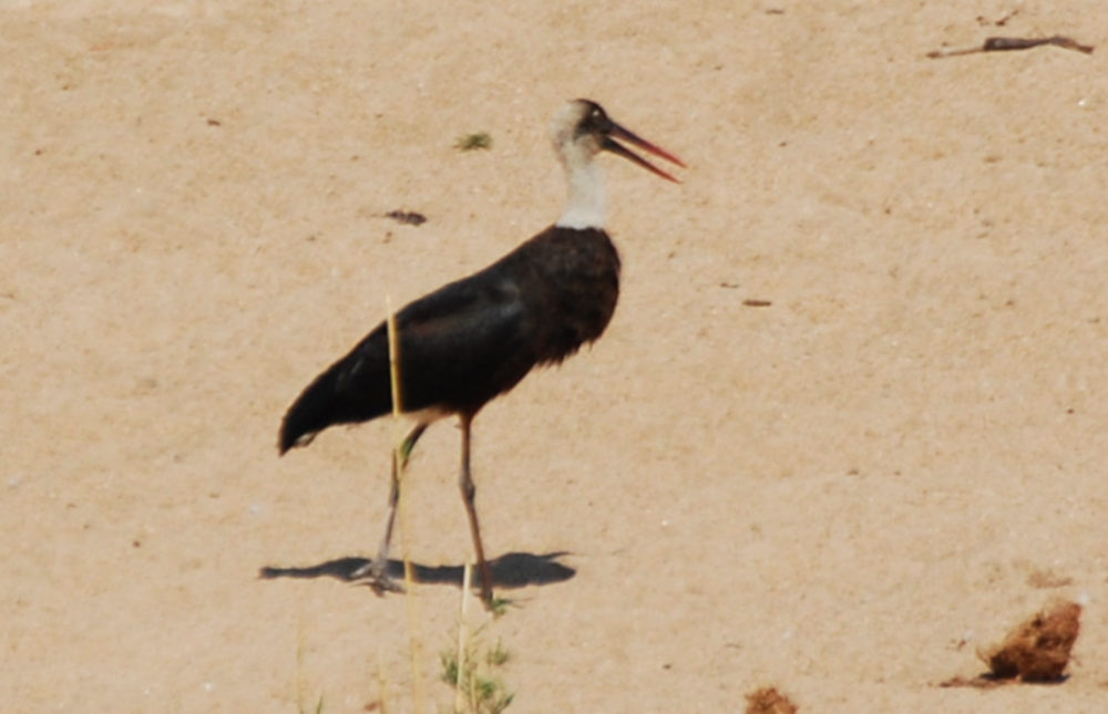 dal Sud Africa: Cicogna collolanoso (Ciconia episcopus)