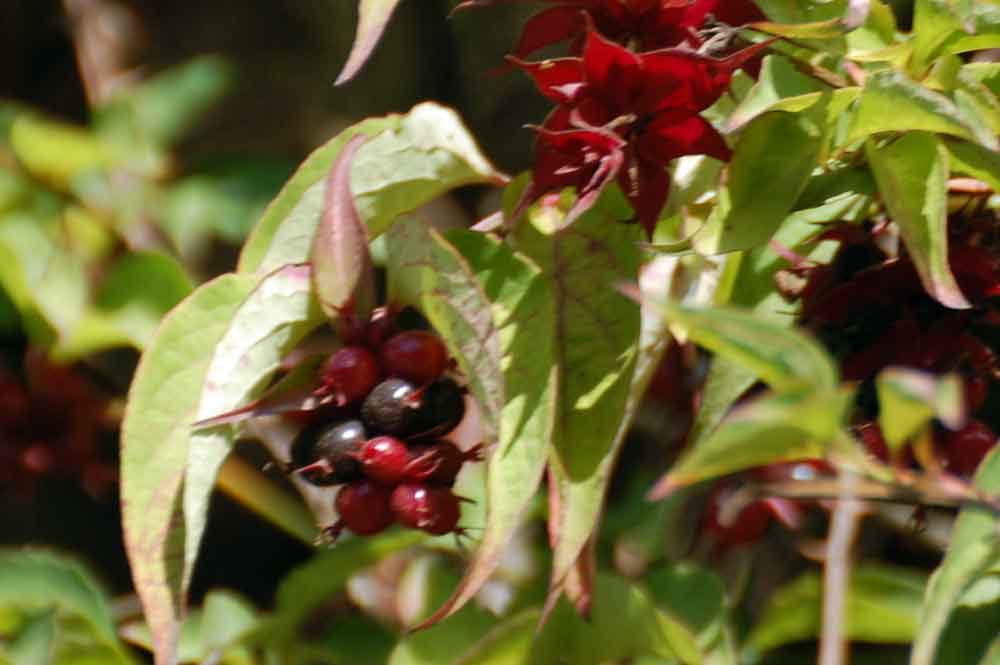 Leycesteria formosa (Caprifoliaceae) - Nuova Zelanda
