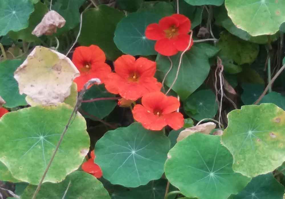 Nasturzio (Tropaeolum majus) - Nuova Zelanda