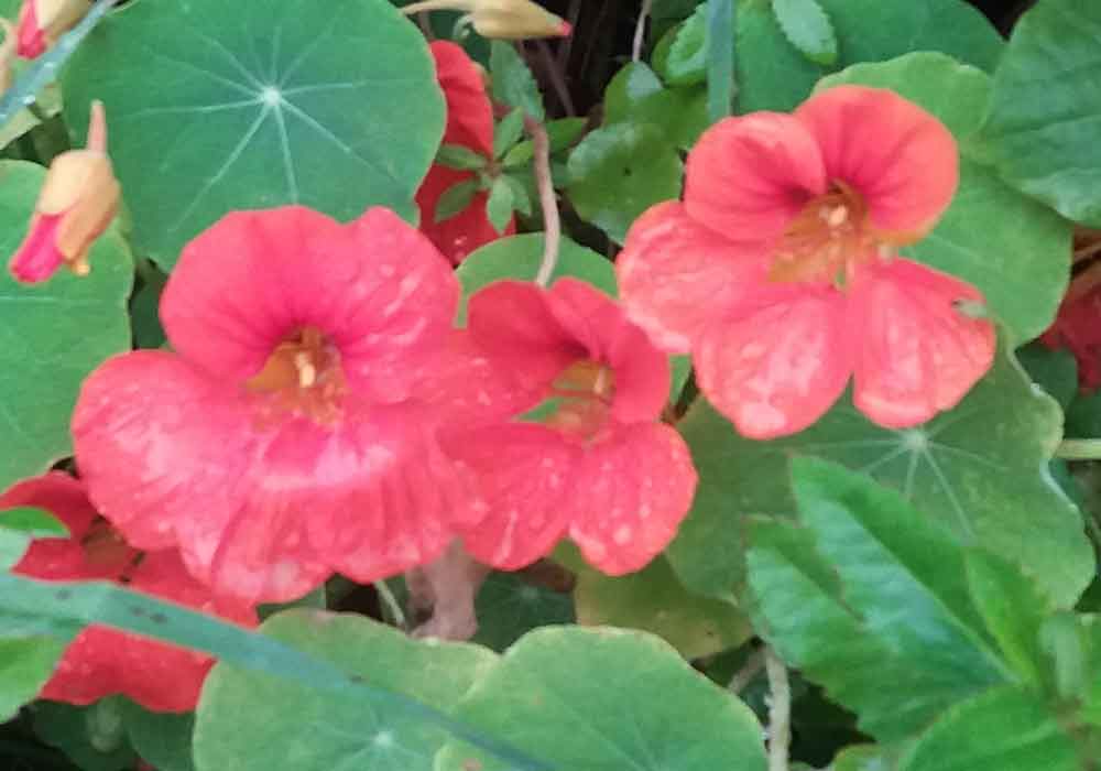 Nasturzio (Tropaeolum majus) - Nuova Zelanda