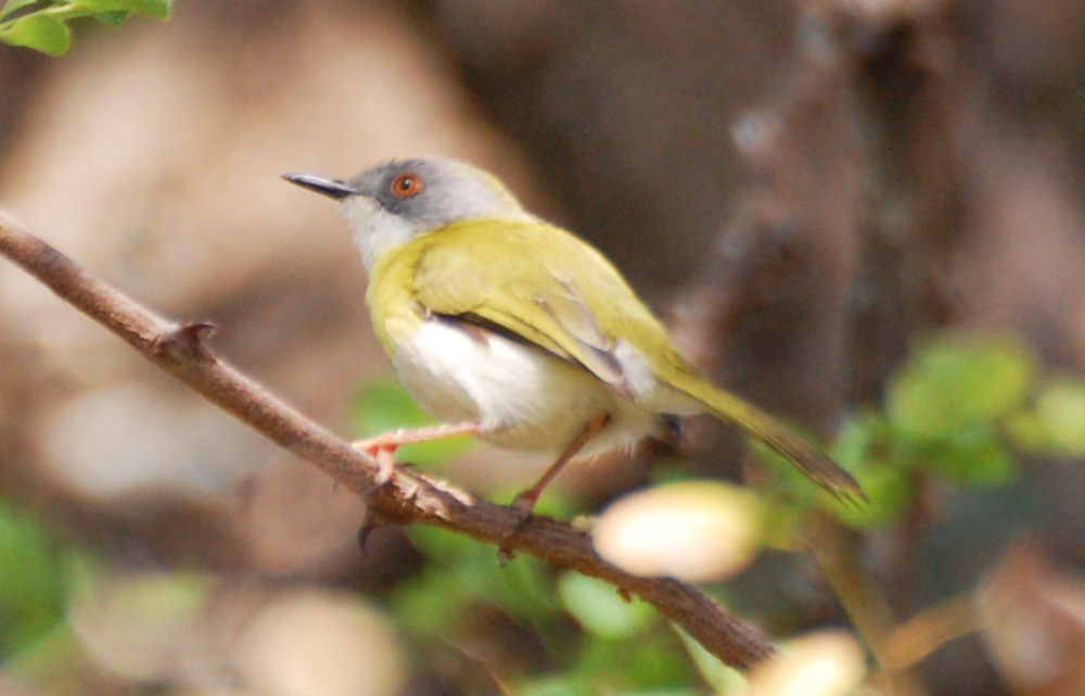 dal Sud Africa: Apale pettogiallo (Apalis flavida)