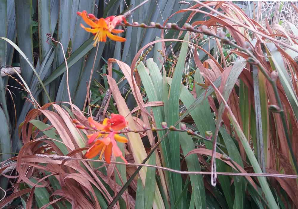 Crocosmia sp. (Iridaceae) - Nuova Zelanda
