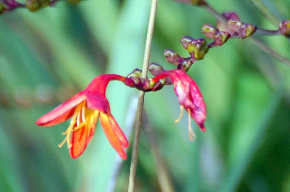 Crocosmia sp. (Iridaceae) - Nuova Zelanda