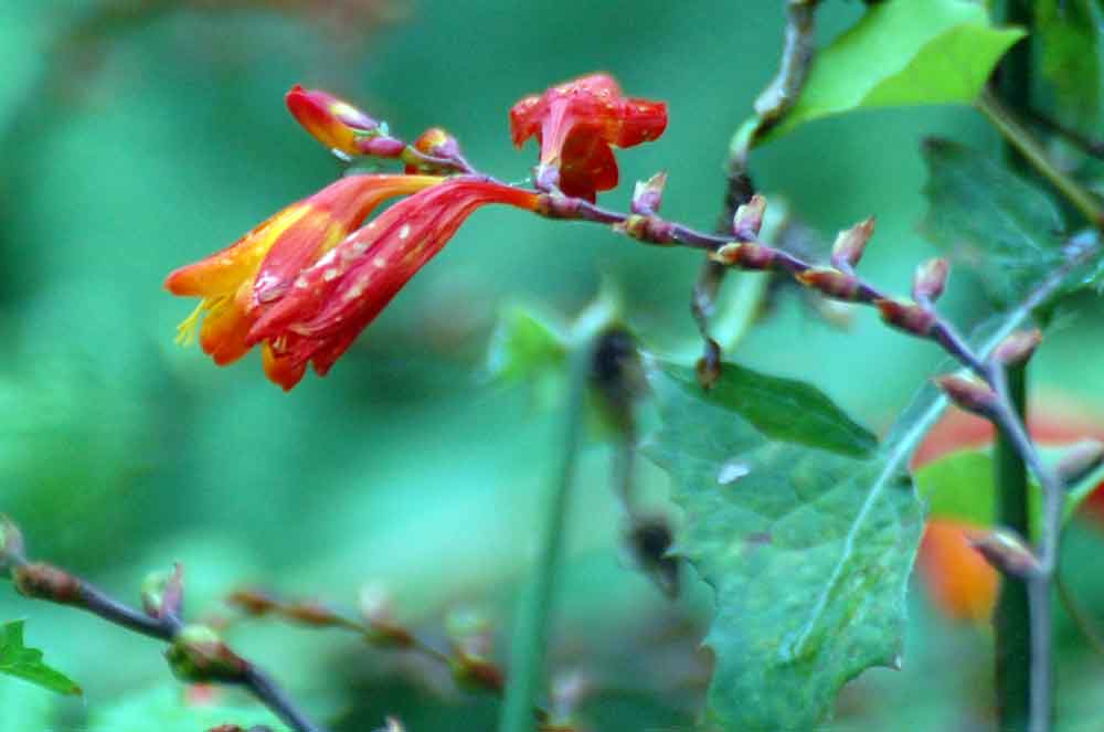Crocosmia sp. (Iridaceae) - Nuova Zelanda