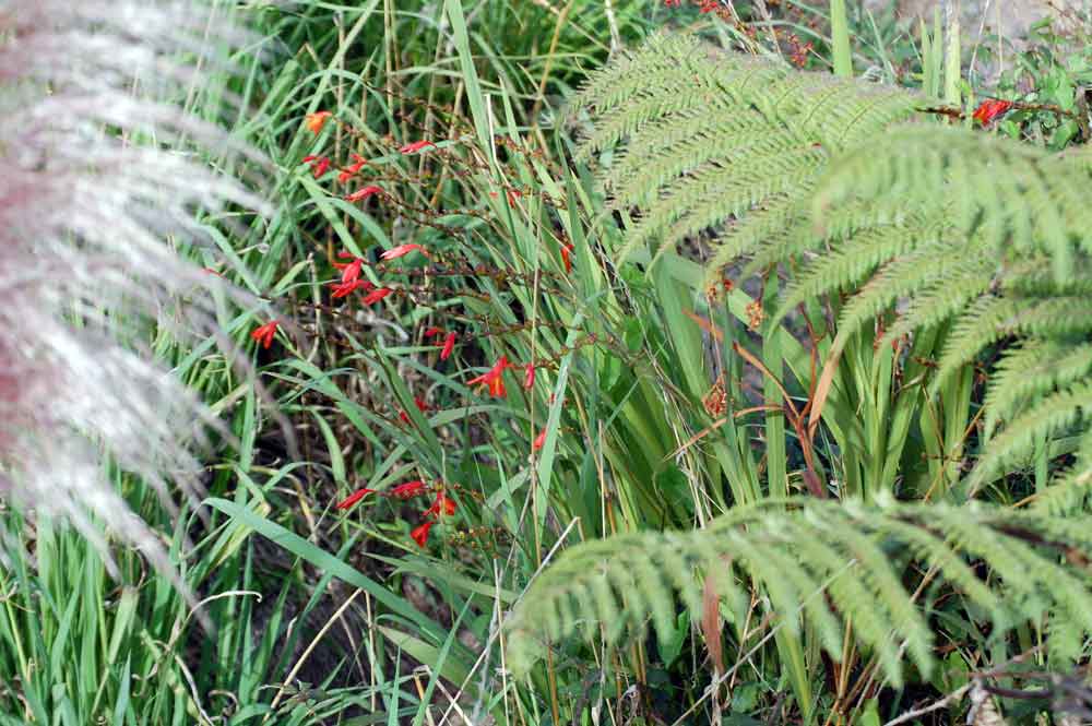 Crocosmia sp. (Iridaceae) - Nuova Zelanda