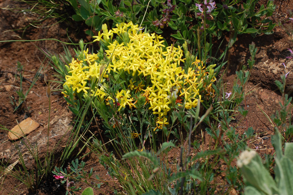 dal Sud Africa: Gnidia caffra (Thymelaeaceae)