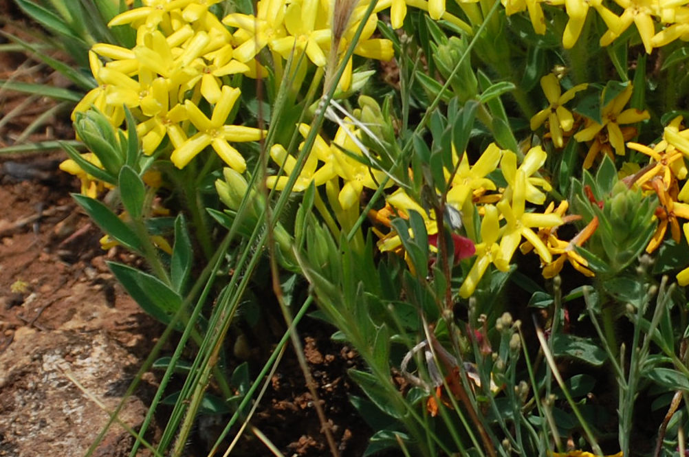 dal Sud Africa: Gnidia caffra (Thymelaeaceae)